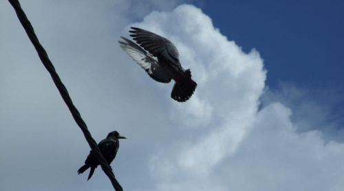 pigeon & crow