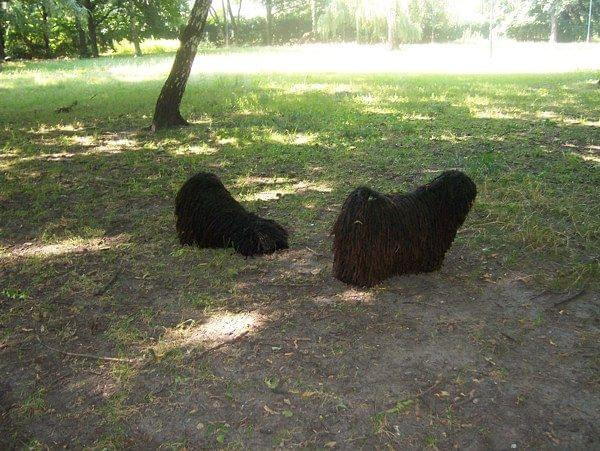 hungarian puli