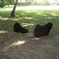 hungarian puli