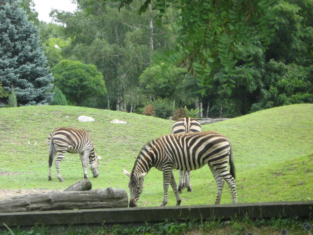 zebry we wrocławskim zoo :)