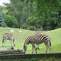 zebry we wrocławskim zoo :)