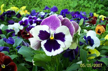 jaki zdziwiony #bratki #kwiatki #kwiaty #KwiatkiZParkuŁazienkowskiego #BratkiZParkuŁazienkowskiego #łazienki #ParkŁazienkowski #PiękneZdjęcie #PiękneKwiatki #PiękneKwiaty #PiękneZdjęcieBratków #PiękneZdjęcieKwiatów