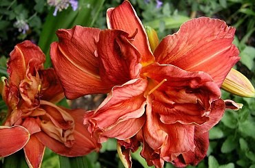 Double Firecracker #kwiaty #liliowce #MojeRosliny #MÓJOGRÓD #PieknoPrzyrody #rosliny