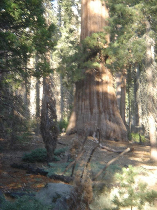Sekwoje z Yosemite