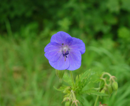 #makro #kwiat #kwiatek #niebieski