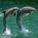 delfiny #zwierzęta