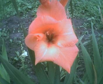 gladiola #RoslinyOgrodowe