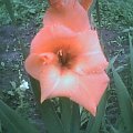 gladiola #RoslinyOgrodowe