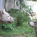 Joker i Draco... zdenerowany Joker i Draco ktory sie patrzy na niego jak na gupiego :P .. smiesznie fajnie