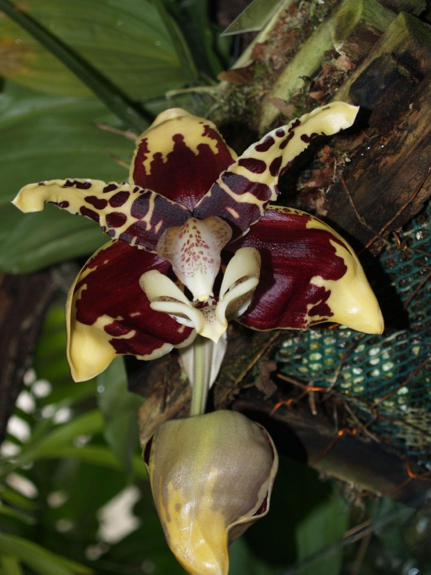 Niezwykle pachnąca, olbrzymia orchidea