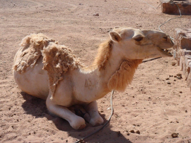 Wadi Rum (Jordania)