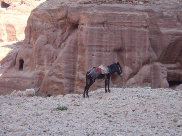 Petra (Jordania)