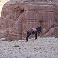 Petra (Jordania)