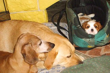 PANKRACY w nowym domu - stado zasypia i do mnie sen przychodzi... #Ola #Cherry #szczeniaki #Pankracy #cavalier