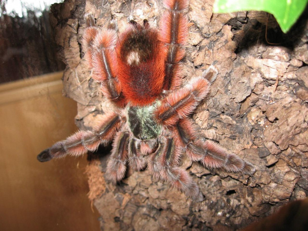 A.Versicolor - nowa