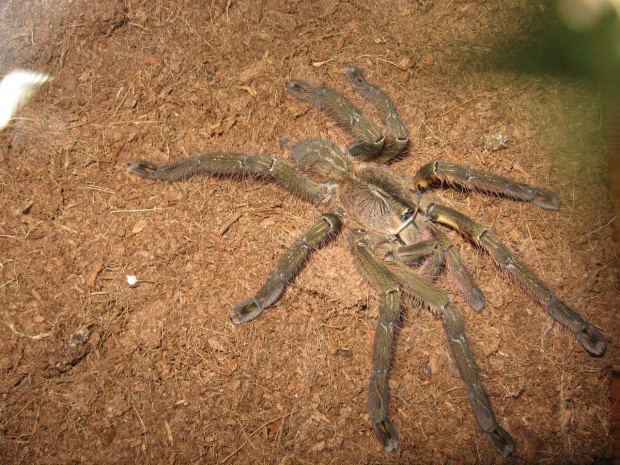 P.ornata