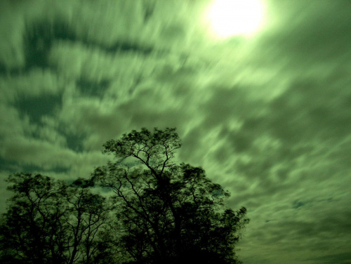 Pełnia księżyca #noc #las #drzewa #niebo #księżyc #widok #chmury #natura #przyroda