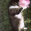 Kotek z kwiatkiem specjalnie dla Marysi ( jeszcze niepełnoletniej )