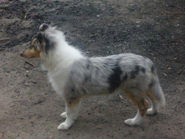 5,08,2007 #collie