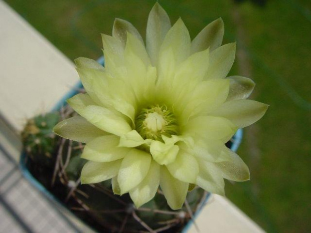 Gymnocalycium leanum