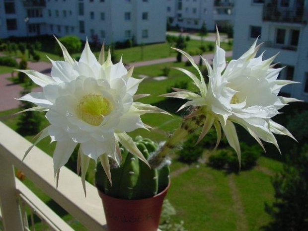 Echinopsis subdenudata