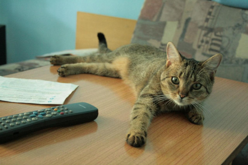 Łobuz na stole legł #łobuz #kot #pilot #stół