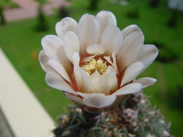 Gynocalycium quehlianum