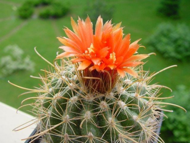 Parodia marianana