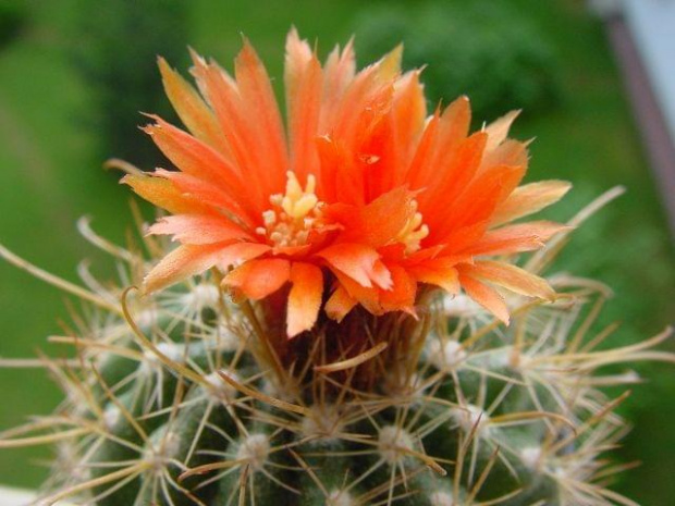 Parodia marianana