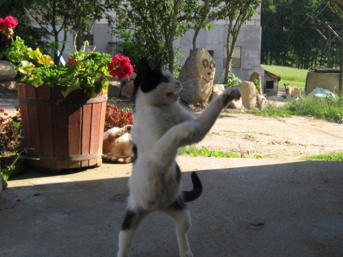 Kto chce walczyć? #Kot #koty #zwierzęta #ciekawe #śmieszne #zabawne #fajne #humor