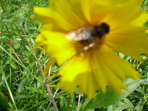 własne owady we własnym ogrodzie #owady