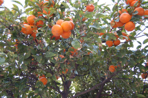 pomarancze prosto z drzewa