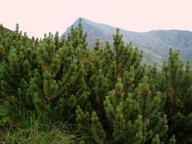 Krywań #Tatry