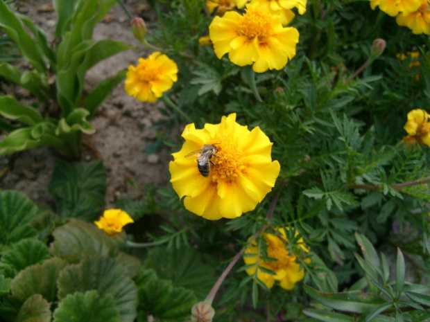 Na kwiecie pszczoła zbiera nektar...