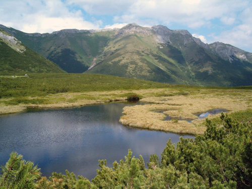 Stręgacznik #Tatry