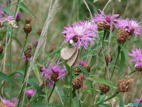 #MotylButterflyPrzyrodaNatureŁąka