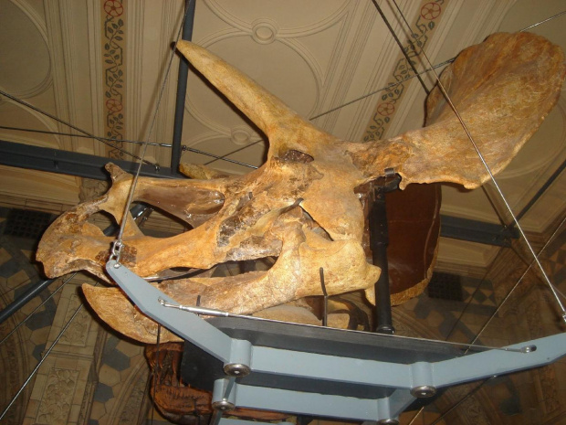 ten to mial wielka czaszke:) #muzeum #dinozaur #szkielet