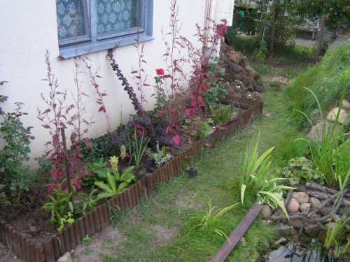 Rośliny w 2007r
