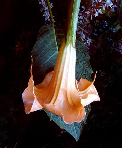 Datura - kwiat