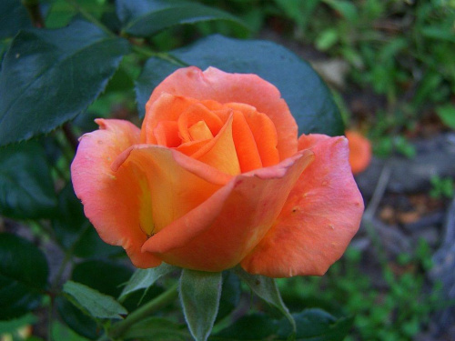 różyczka dla Stawoja ;) #róża #kwiar #robak