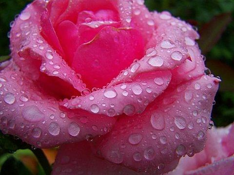 róża po deszczu :D #róża #deszcz #kwiat