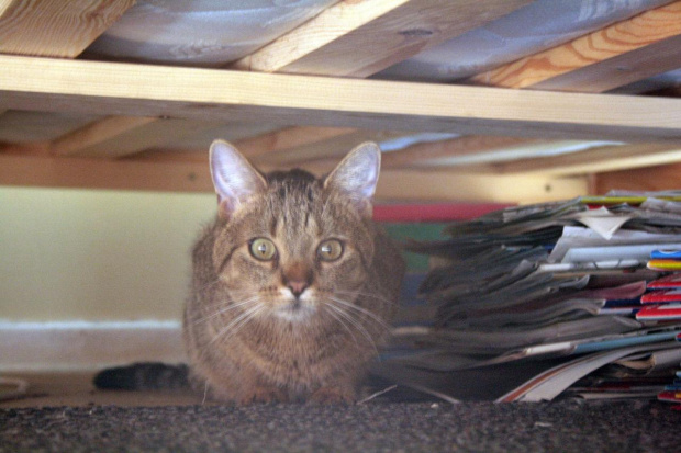 Łobuz co pod łóżkiem siedzi #kot #łobuz #łóżko