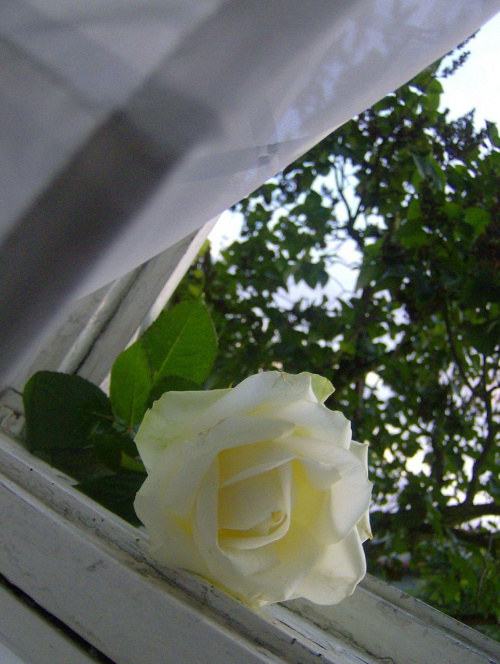 moje okno, moja roża... #kwiaty