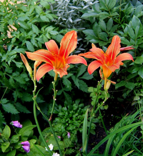Liliowiec - kwiaty