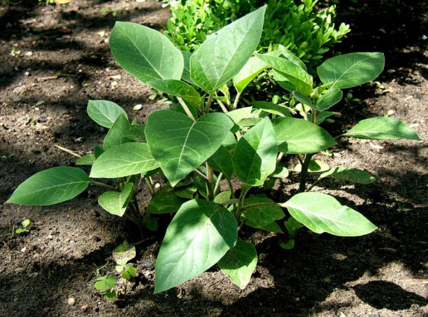 Bieluń - Datura discolor