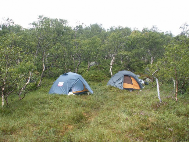 Obóz na mchu i jagodach #Norwegia