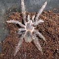 Lasiodora parahybana