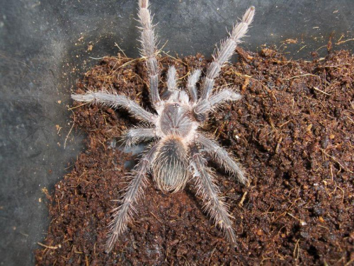 Lasiodora parahybana