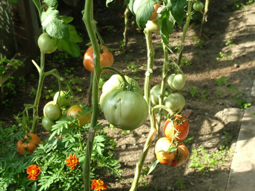 pomidory szklarniowe #warzywa