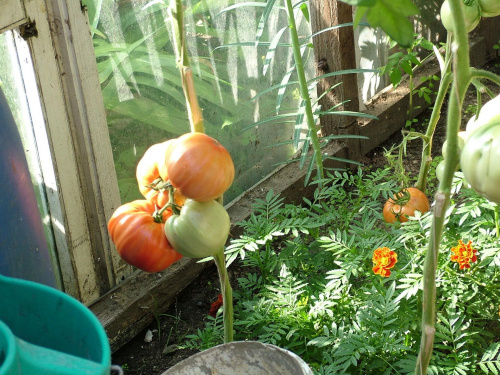 pomidory szklarniowe #warzywa
